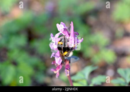 Eine Nahaufnahme einer Hummel, die auf einer violetten Blume sitzt Stockfoto