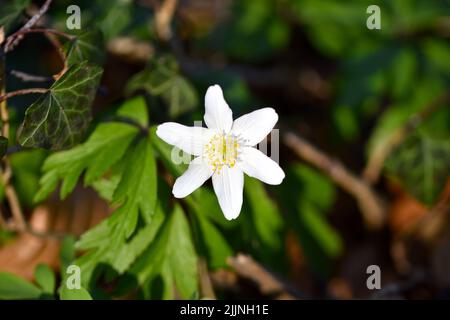 Nahaufnahme einer Anemonoides nemorosa (Holzanemone) Stockfoto