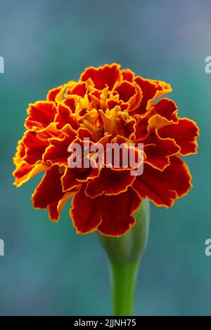 Vertikale Ansicht Der Ringelblume Blume Auf Natürlichem Hintergrund Stockfoto