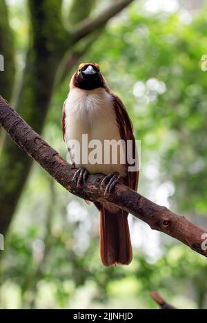 Censwawasih Vogel auf einem Zweig in einem Baum, Indonesien Stockfoto