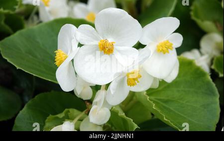 Die Begonia blüht im Frühling mit sehr zarten weißen und rosa Blüten. Semperflorence Super Olympia White Makroaufnahme aus der Nähe an einem sonnigen Sommertag Stockfoto