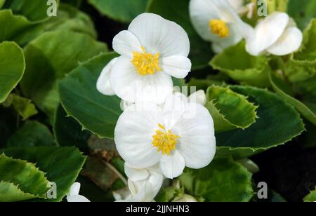 Die Begonia blüht im Frühling mit sehr zarten weißen und rosa Blüten. Semperflorence Super Olympia White Makroaufnahme aus der Nähe an einem sonnigen Sommertag Stockfoto