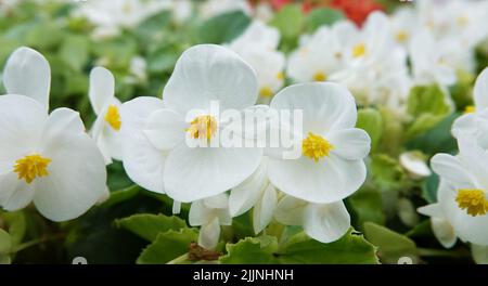 Die Begonia blüht im Frühling mit sehr zarten weißen und rosa Blüten. Semperflorence Super Olympia White Makroaufnahme aus der Nähe an einem sonnigen Sommertag Stockfoto