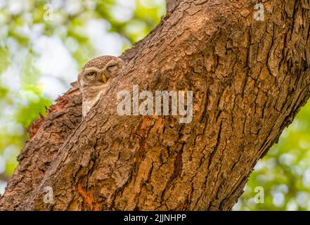 Spotted Owl -eine versteckte im Baumstamm Stockfoto