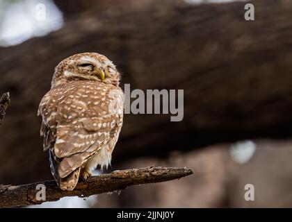 Eine Nahaufnahme einer niedlichen gefleckten Eule (Strix occidentalis), die auf einem Baum schläft und sich sonnt Stockfoto