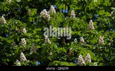 Der blühende Kastanienbaum im Frühling ist ein Symbol der Ukraine Stockfoto