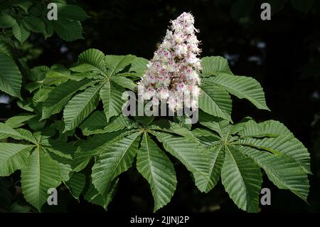Der blühende Kastanienbaum im Frühling ist ein Symbol der Ukraine Stockfoto