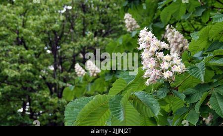 Der blühende Kastanienbaum im Frühling ist ein Symbol der Ukraine Stockfoto