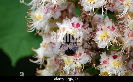 Der blühende Kastanienbaum im Frühling ist ein Symbol der Ukraine Stockfoto