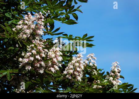 Der blühende Kastanienbaum im Frühling ist ein Symbol der Ukraine Stockfoto