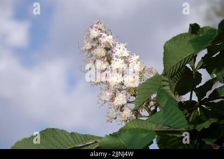 Der blühende Kastanienbaum im Frühling ist ein Symbol der Ukraine Stockfoto