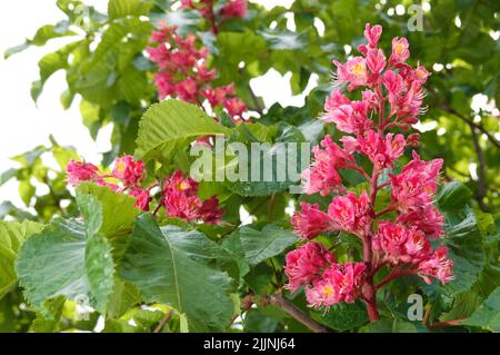 Das blühende, seltene Makro aus rotem Kastanienbaum schoss an einem sonnigen Sommertag aus der Nähe Stockfoto