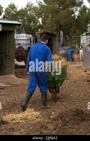 Eine vertikale Aufnahme eines uniformierten Bauern, der Heu und Stroh für die Tiere auf seinem Hof in einer Schubkarre trägt Stockfoto
