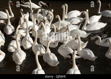 Schwanenschwarm im Fluss Avon, Stratford-upon-Avon, Warwickshire, England, Großbritannien Stockfoto