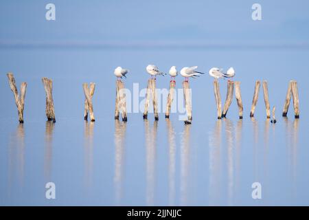 Die Möwen thronen auf Holzpfosten Stockfoto