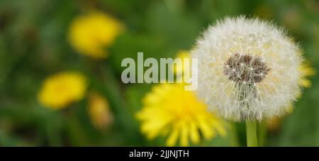 Der Dandelion blüht mit weißen hellen Samen Stockfoto