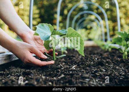 Frau pflanzt Zucchini-Pflanzen in einem Hochbett in einem Garten Stockfoto