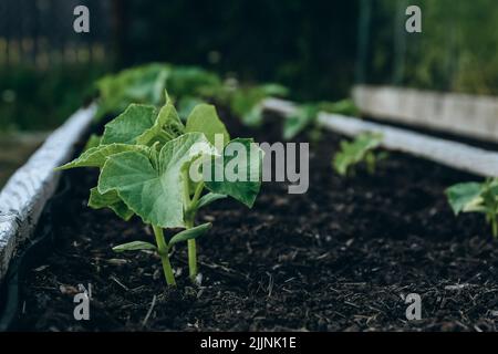 Zucchini-Pflanzen wachsen im Frühjahr in einem Hochbeet in einem Garten Stockfoto