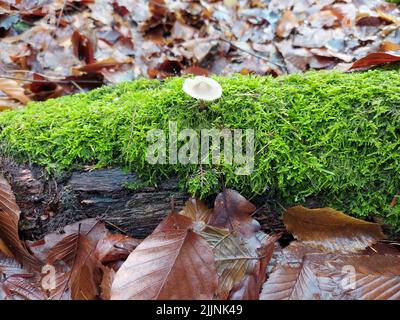 Eine Nahaufnahme einer grauen Milchkappe (Lactarius vieus), die auf einer Baumrinde wächst Stockfoto