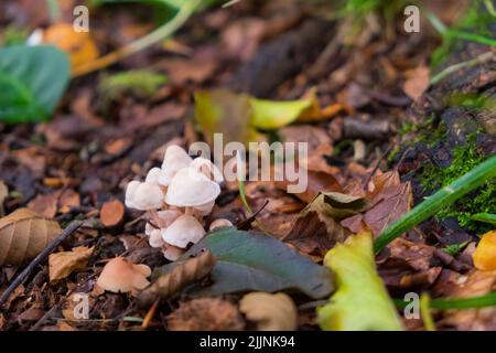 Eine Nahaufnahme von kleinen weißen Pilzen im Wald. Candolleomyces candolleana. Stockfoto