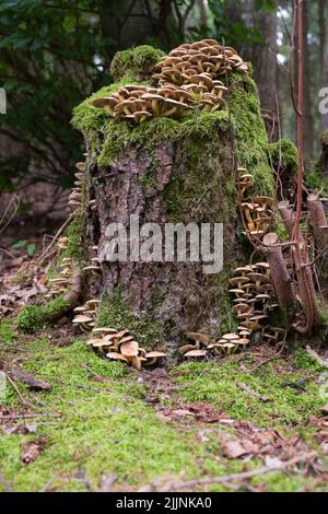 Eine vertikale Nahaufnahme der Pilze auf dem moosigen Stumpf. Armillaria tabescens. Stockfoto