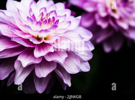 Eine Nahaufnahme einer Dahlia-Blume mit weichen rosa und weißen Blütenblättern in der Anglesey Abbey Stockfoto