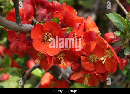 Hagebutte, die in roten Blumen blühen, sind die Natur des ukrainischen Landes Stockfoto