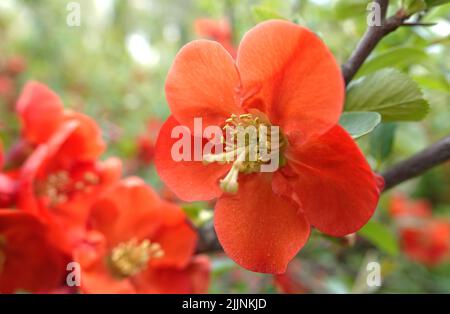 Hagebutte, die in roten Blumen blühen, sind die Natur des ukrainischen Landes, die an einem Sommertag in der Natur Makrofotografie an einem sonnigen Tag aus nächster Nähe aufgenommen wurde Stockfoto