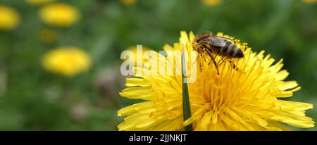 Die Natur der Ukraine gelbe Blüten in einem wilden Feld wachsen Stockfoto