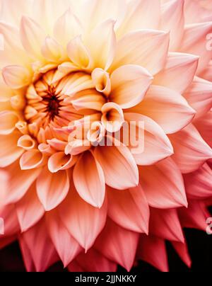 Eine Nahaufnahme einer Dahlia-Blume mit weichen orangefarbenen Blütenblättern in der Anglesey Abbey Stockfoto