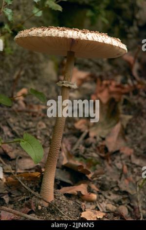 Nahaufnahme eines Parasol-Pilzes oder Macrolepiota procera im Wald Stockfoto