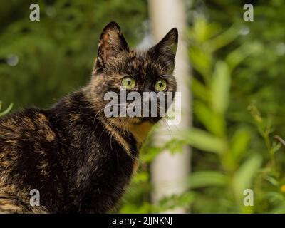 Schildkrötenkatze. Stockfoto