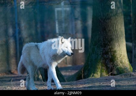 Ein schöner arktischer Wolf oder Polarwolf mit weißem Fell, der allein in einem sonnigen Wald läuft Stockfoto