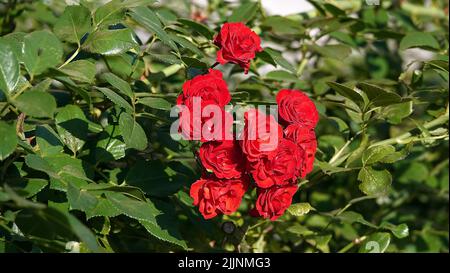 Rosen verschiedener Sorten und Arten aus der Nähe Stockfoto