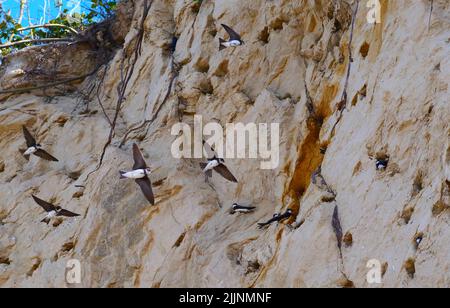 Hiddensee, Deutschland. 12.. Juli 2022. 12.07.2022, Hiddensee Island. sandmartinen (Riparia riparia) fliegen zu ihren Nisthöhlen. Die Schwalben brüten und brüten hier an der Steilküste der Ostsee. Quelle: Wolfram Steinberg/dpa Quelle: Wolfram Steinberg/dpa/Alamy Live News Stockfoto