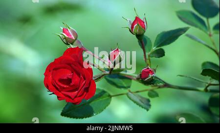 Rosen verschiedener Sorten und Arten aus der Nähe Stockfoto