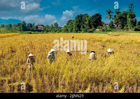 Wunderschöne Landschaft mit einer Gruppe von einheimischen Frauen, die auf den Reisfeldern in der Nähe von Vang Vieng, Laos, arbeiten Stockfoto