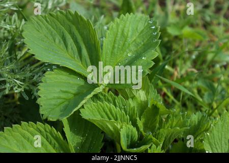 Erdbeerblätter mit Tau. Morgenwiesengras Stockfoto