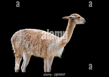 Vicuna. Ein Tier, das einem Lama oder Alpaka ähnelt. Vicuna isoliert auf schwarzem Hintergrund Stockfoto