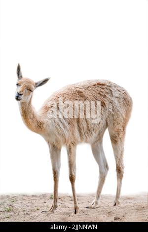 Vicuna. Ein Tier, das einem Lama oder Alpaka ähnelt. Vicuna isoliert auf weißem Hintergrund Stockfoto