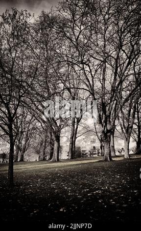 Eine vertikale Aufnahme von Bäumen im Peckham Rye Park, London Stockfoto