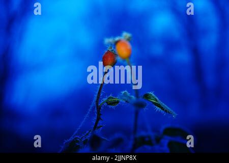 Eine flache Aufnahme der Knospen von Rosa Canina (Hunderose) im Garten mit unscharfem blauen Hintergrund Stockfoto