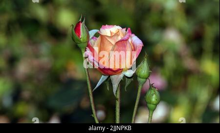 Rosen verschiedener Sorten und Arten aus der Nähe Stockfoto