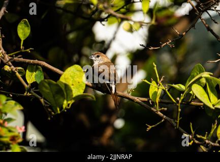 Eine Nahaufnahme eines niedlichen kleinen Vogels, der auf einem Ast auf verschwommenem Hintergrund sitzt Stockfoto