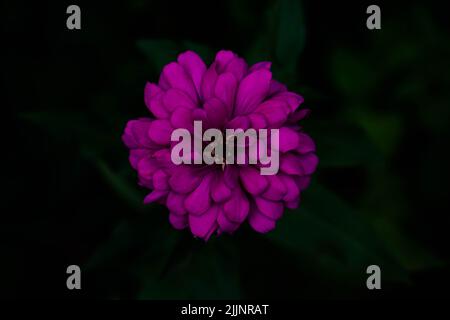 Nahaufnahme einer violetten Zinnia auf dunklem Hintergrund Stockfoto