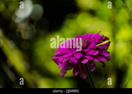 Nahaufnahme einer violetten Zinnia auf verschwommenem Hintergrund Stockfoto