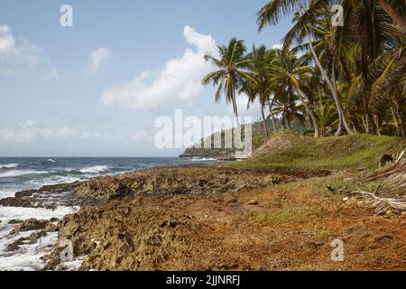 Palmen am wilden Strand, tropische exotische Insel, blauer Sommerhimmel, Sand und Wellen Stockfoto