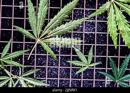Ansicht von oben auf einem metallkühlenden Felsen von Marihuana-Blättern Stockfoto