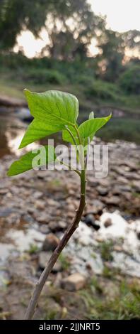 Eine vertikale Nahaufnahme von Pflanzenblättern in der Natur Stockfoto