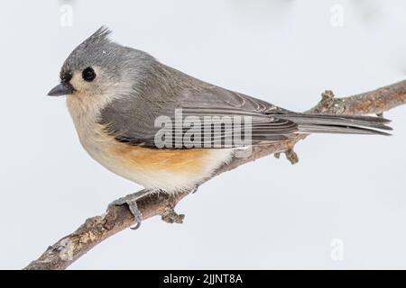 Eine getuftete Titmaus auf einem Baumzweig Stockfoto